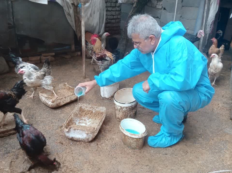 واکسیناسیون طیور بومی هشتل آمل علیه نیوکاسل آغاز شد