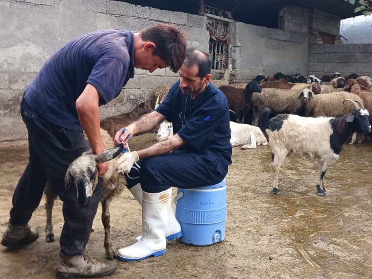 دام‌های سبک روستای نوآباد دشت سر آمل علیه تب مالت واکسینه شدند 