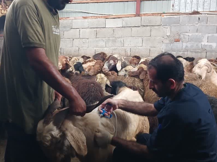 واکسیناسیون دام‌های روستای کمکلا آمل علیه تب برفکی و تب مالت 