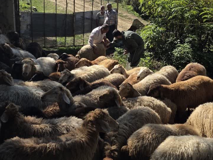 واکسیناسیون ۷۹۱ رأس گوسفند و بز علیه تب برفکی در روستای اغوزداربن چالوس 